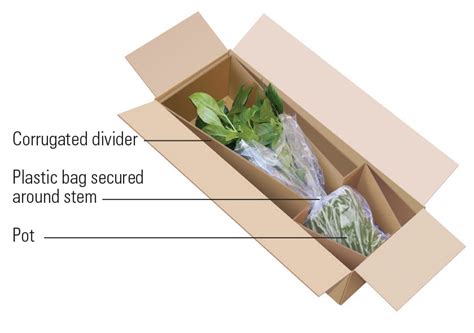 How to Ship Live Plants: A Guide to Ensuring Their Safe Journey